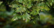 Panning up  shot of Sessile oak tree  (Quercus petraea) leaves, Devon, UK. October.
