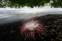 Flower (Barringtonia sp.) fallen on black lava sand beach, Tangkoko National Park, northern Sulawesi, Indonesia.