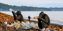 Two Sulawesi black macaques / Celebes crested macaques (Macaca nigra) investigating and drinking from plastic bottles washed up on the beach, Tangkoko National Park, northern Sulawesi, Indonesia.