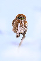 Patagonian / Austral pygmy owl (Glaucidium nana) perched on branch in snow, Torres del Paine National Park, Patagonia, Chile.