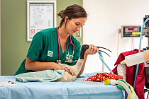 Australian white ibis (Threskiornis molucca) held by veterinary nurse after operation to remove fishing line with hook in its stomach near its heart.  Currumbin Wildlife Hospital, Queensland, Austral...