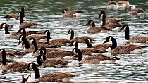 Canada Geese (Branta canadensis) flock swimming and drinking on Lake Windermere, Ambleside, Lake District, UK.