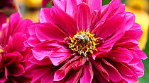 Honey bee (Apis) nectaring from flower (Dahlia sp.) before leaving frame, Holehird Gardens, Windermere, UK.