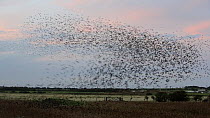 Small Common starling (Sturnus vulgaris) murmuration before birds begin to roost in reeds below, Spurn, Yorkshire, UK.