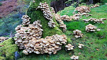 Zooming out of Fungi (Fungi sp.) congregated at the base of a tree stump, Red Bank, Langdale, Lake District, UK.