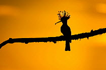European Hoopoe (Upupa epops) silhouetted at sunset, with prey in beak. Vendee, France, May.