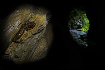 Strinati's cave salamander (Speleomantes strinatii) inside a cave with the cave's entrance visible on the right of the image. Genoa, Italy