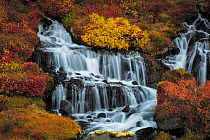Autumn colours around Hraunfossar waterfall  in the west of Iceland, September