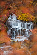 Autumn colours around Hraunfossar waterfall  in the west of Iceland, September.