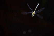Southern hawker (Aeshna cyanea) dragonfly in flight, Vosges, France