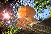 Refracted sun rays shining through foliage on Porcelain fungus (Oudemansiella mucida), Belgium, Autumn.