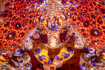 Puget Sound King crab (Lopholithodes mandtii) extreme close-up of face, Vancouver Island, British Columbia, Canada.