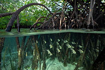 Orbiculate Cardinalfish (Sphaeramia orbicularis) school sheltering amongst roots of mangroves (Rhizophora sp.) Gam Island, Raja Ampat Islands, West Papua, Indonesia.