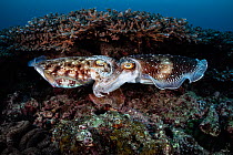 Pair of Broadclub cuttlefish (Sepia latimanus) mating in a coral reef, Kagoshima Prefecture, Japan. Having succeeded in gaining the female's acceptance, the male on the right has wrapped his arms...