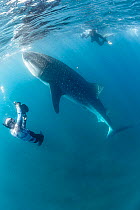 Whale shark (Rhincodon typus) juvenile, swimming close to surface with two freediving underwater photographers close by, La Paz, Baja California Sur, Mexico, Pacific Ocean. November 2018. Endangered.