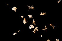 Ghost ants (Tapinoma melanocephalum) tending to their brood, larvae and pupae, Urban Entomology Lab, University of Florida, USA. Captive.