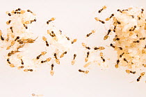 Ghost ants (Tapinoma melanocephalum) tending to their brood, larvae and pupae, Urban Entomology Lab, University of Florida, USA. Captive.