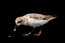 Spoon-billed sandpiper (Calidris pygmaea) feeding, portrait. One of the remaining birds from a captive rearing project undertaken as part of wider work to save this species, Wildfowl and Wetlands Trus...