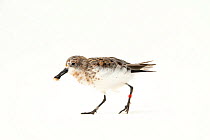 Spoon-billed sandpiper (Calidris pygmaea) with insect prey in beak, portrait. One of the remaining birds from a captive rearing project undertaken as part of wider work to save this species, Wildfowl...