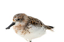 Spoon-billed sandpiper (Calidris pygmaea) portrait. One of the remaining birds from a captive rearing project undertaken as part of wider work to save this species, Wildfowl and Wetlands Trust Slimbri...