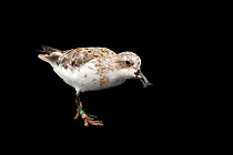 Spoon-billed sandpiper (Calidris pygmaea) with insect prey in beak, portrait. One of the remaining birds from a captive rearing project undertaken as part of wider work to save this species, Wildfowl...