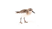 Spoon-billed sandpiper (Calidris pygmaea) profile, eating crickets on the ground and walking around before exiting frame, captive rearing project, Wildfowl and Wetlands Trust Slimbridge, Gloucestershi...