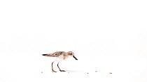 Spoon-billed sandpiper (Calidris pygmaea) profile, walking into frame and eating crickets on the ground before exiting frame, captive rearing project, Wildfowl and Wetlands Trust (WWT)  Slimbridge, Gl...