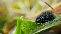 Marsh fritillary (Euphydryas aurinia) caterpillar eating Devil's-bit scabious (Succisa pratensis), Devon, UK, March.