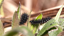 Marsh fritillary (Euphydryas aurinia) caterpillar eating Devil's-bit scabious (Succisa pratensis), Devon, UK, March.