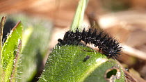 Marsh fritillary (Euphydryas aurinia) caterpillar moving across Devil's-bit scabious (Succisa pratensis), Devon, UK, March.