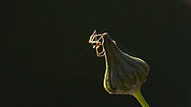 Spider (Linyphiidae) releasing silk dragline in attempt to balloon from the flower bud, Bristol, UK, October.