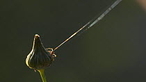Spider (Linyphiidae) releasing multiple draglines of silk in attempt to balloon from the flower bud, Bristol, UK, October.