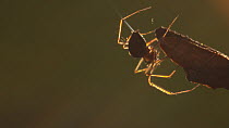 Spider (Linyphiidae) releasing silk in attempt to balloon, Bristol, UK, October.