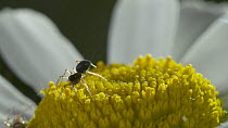 Spider (Linyphiidae) releasing silk and ballooning off daisy (Bellis sp.), controlled conditions,  Bristol, UK.