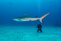 Tourist scubadiving with Caribbean reef shark (Carcharhinus perezi) near Eleuthera Island, Bahamas, North Atlantic Ocean.