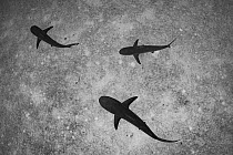 Caribbean reef sharks (Carcharhinus perezi) swimming near Eleuthera Island, Bahamas, North Atlantic Ocean.