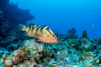 Critically endangered Nassau grouper (Epinephelus striatus) swimming through coral reef near Eleuthera Island, Bahamas, North Atlantic Island.