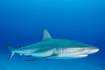 Caribbean reef shark (Carcharhinus perezi) swimming near Eleuthera Island, Bahamas, North Atlantic Ocean.