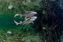 Lemon shark (Negaprion brevirostris) pup swimming through Red mangrove (Rhizophora mangle) nursery, Eleuthera Island, Bahamas, North Atlantic.