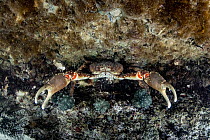 Channel clinging crab (Mithrax spinosissimus) hiding in cave, Eleuthera Island, Bahamas, North Atlantic Ocean.