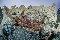 Channel clinging crab (Mithrax spinosissimus) hiding under ledge, Eleuthera Island, Bahamas, North Atlantic Ocean.