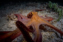 Caribbean reef octopus (Octopus briareus) hunting at night near Eleuthera Island, Bahamas, North Atlantic Ocean.