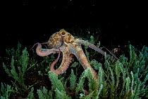 Caribbean reef octopus (Octopus briareus) hunting at night near Eleuthera Island, Bahamas, North Atlantic Ocean.