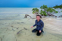 Tourist enjoying encounter with Lemon shark (Negaprion brevirostris) pups in Red mangrove (Rhizophora mangle) nursery, Eleuthera island, Bahamas, North Atlantic Ocean.