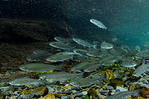 School of Dolly Varden trout (Salvelinus malma) swimming upriver, Prince William Sound, Alaska, USA, Pacific Ocean.