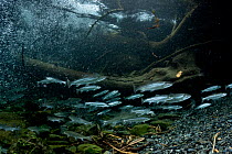 School of Dolly Varden trout (Salvelinus malma) swimming upriver, Prince William Sound, Alaska, USA, Pacific Ocean.
