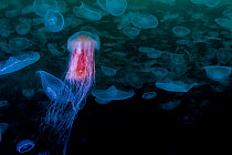 Lion's mane jellyfish (Cyanea capillata) preying upon smack of Moon jellyfish (Aurelia aurita), Prince William Sound, Alaska, USA, Pacific Ocean.