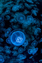 Smack of Moon jellyfish (Aurelia aurita), Prince William Sound, Alaska, USA, Pacific Ocean.