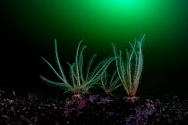 Feather stars (Florometra serratissima) reaching for their food, plankton, Prince William Sound, Alaska, USA, Pacific Ocean.