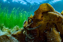 Northern kelp crab (Pugettia producta) clinging to kelp (Laminariales), with Eelgrass (Zostera marina) in background, Prince William Sound, Alaska, USA, Pacific Ocean.